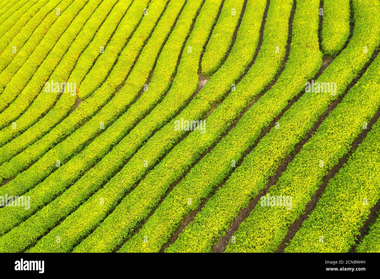 tè fattoria closeup Foto Stock