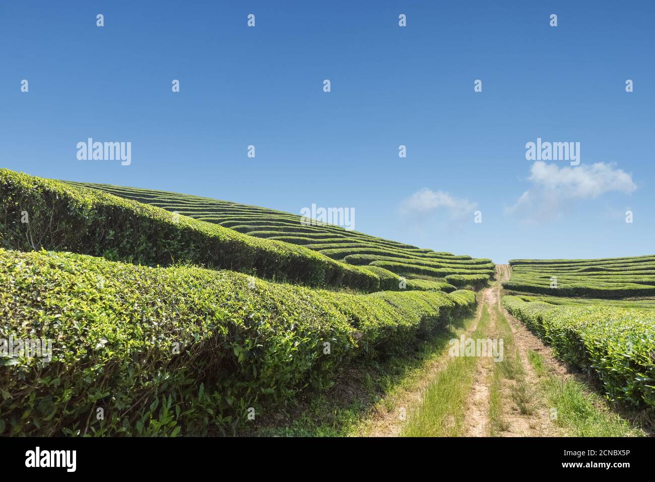 bella piantagione di tè e cielo blu Foto Stock