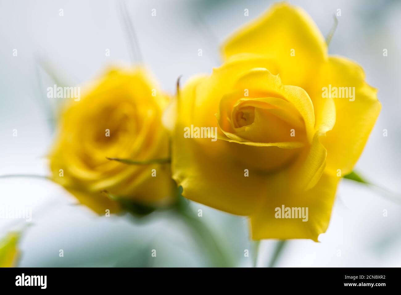 closeup rosa fata gialla Foto Stock