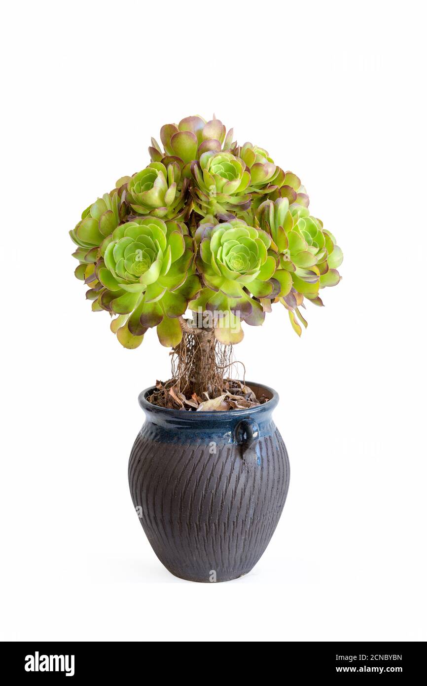 bella pianta succulenta isolata Foto Stock
