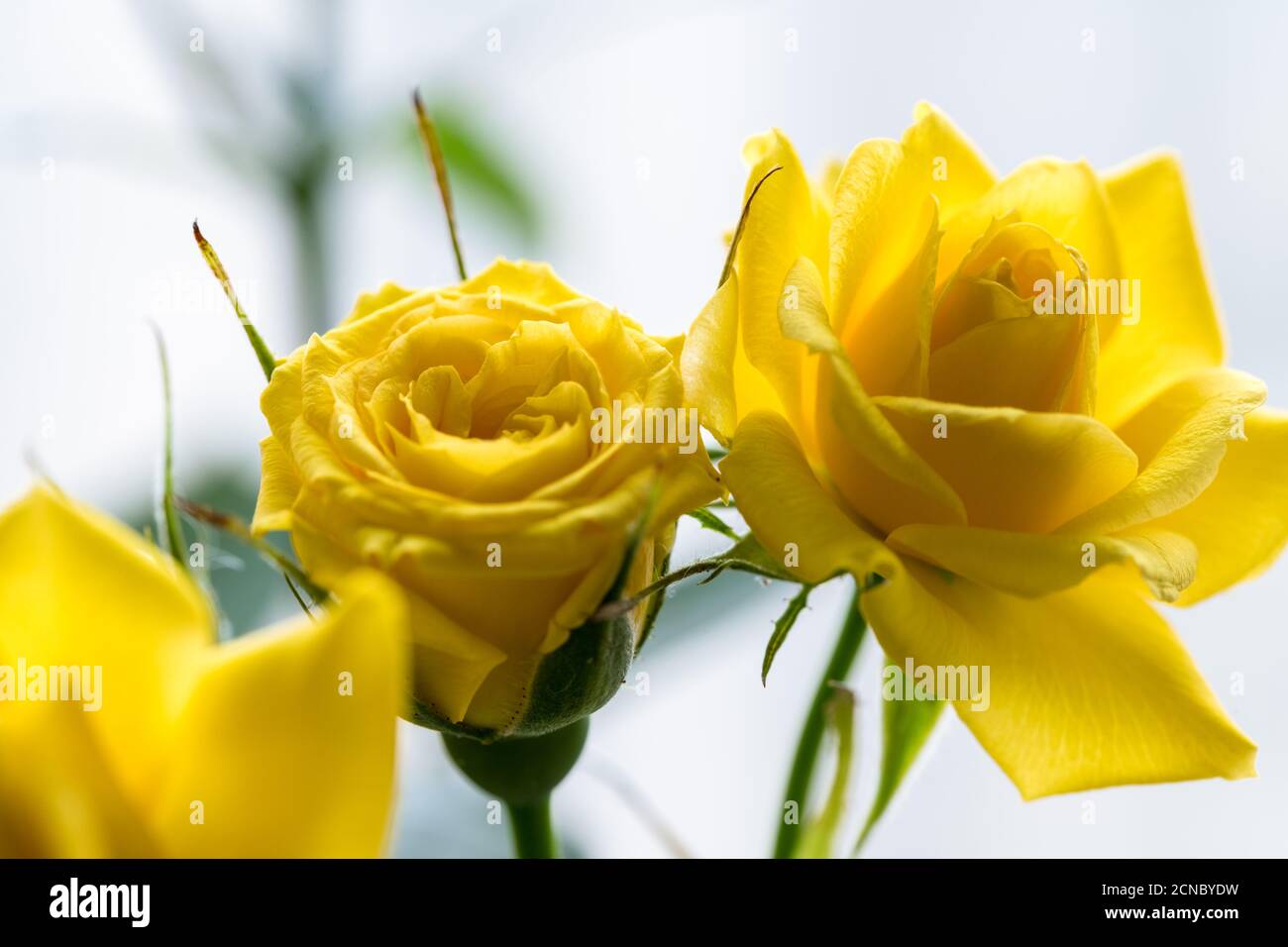 closeup rosa fata gialla Foto Stock