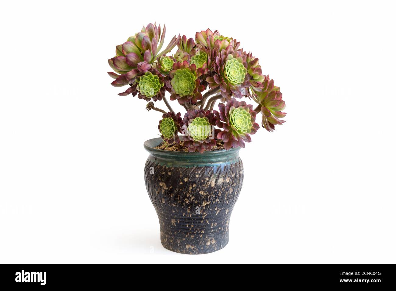 pianta succulenta in vaso isolata su bianco Foto Stock
