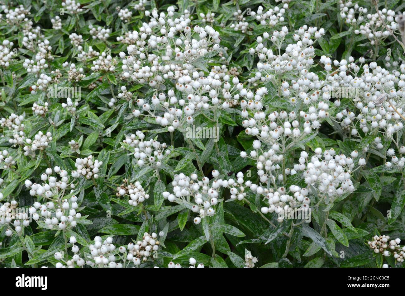 Anaphalis tripinervis Sommerschnee piccoli fiori bianchi eterni su grigio feltato foglie verdi perlacamente eterne Foto Stock