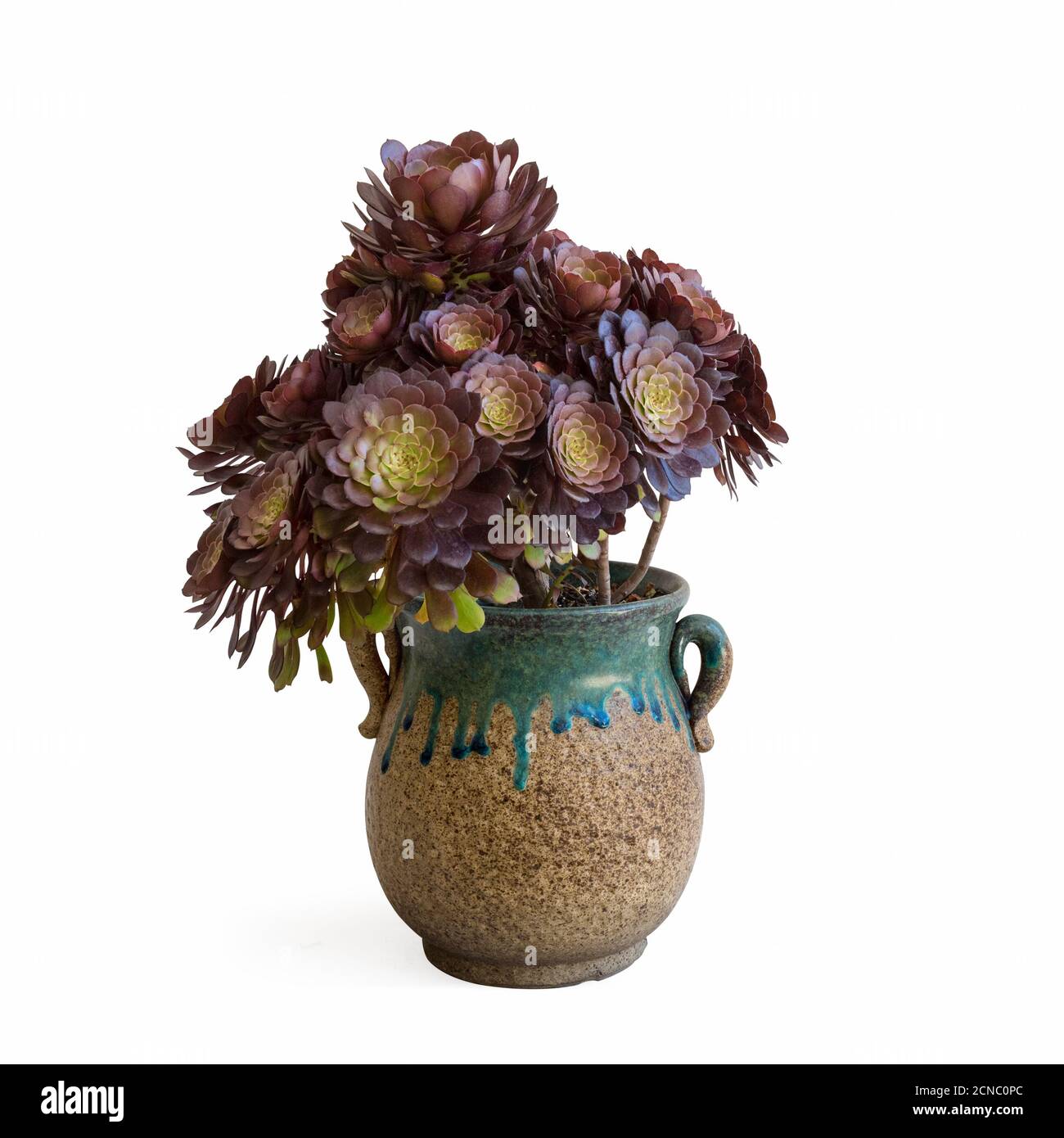 bella pianta succulenta in vaso Foto Stock