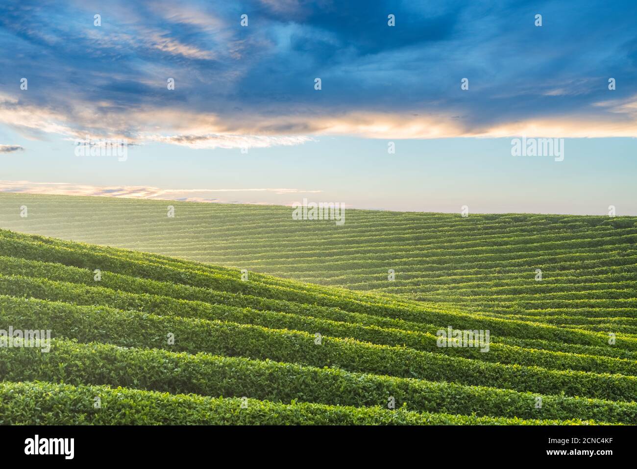 bellissimo giardino del tè Foto Stock