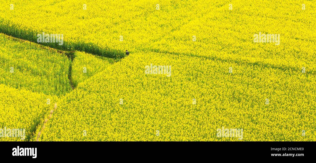 Vista aerea dei campi di fiori di senape gialli in piena fioritura, scena rurale a Yunnan, Cina del Sud. Foto Stock