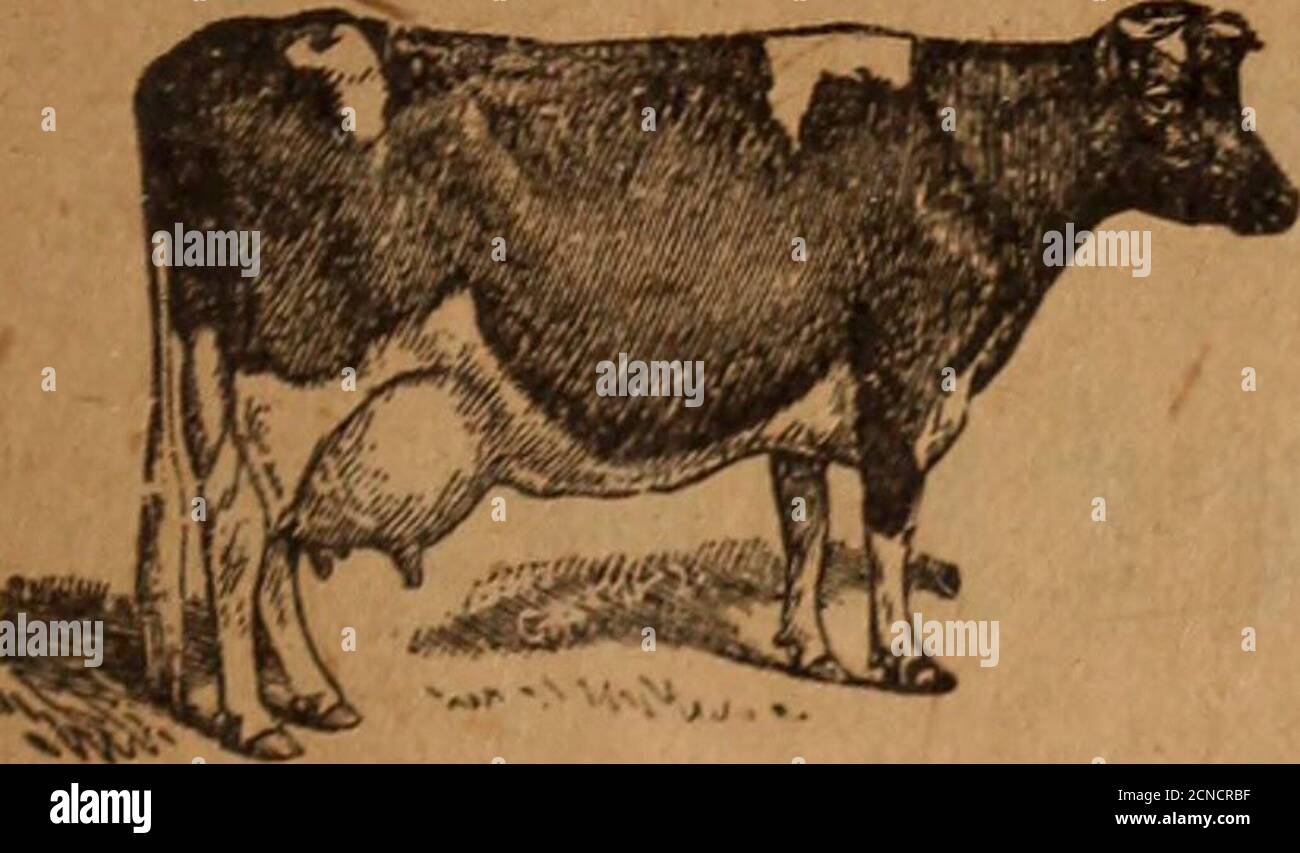 . L'elenco suburbano di Lowell per Billerica, Chelmsford, Dracut, Tewksbury, Tyngsboro e Westford : contenente un elenco alfabetico degli abitanti e delle imprese, delle strade, degli uffici, delle società, delle chiese e di altre questioni varie . 562 REPARTO DI PUBBLICITÀ PRESCRIZIONI UNA SPECIALITÀ  JOHN S. WESTWOOD Irwjgtat noi portiamo una linea completa di droghe, medicinali e chemicalsTry il nostro Spruce Gum Tosse SyrupCandy, Cigars e SodaGRO^SU RD. cor. DUNSTABLE RD.Tel NO. CHELMSFORD George A. Morris Dealer in Rough and Hammered Granite curbing and Pavings a Specialty Box 205 No. Chelmsford Foto Stock