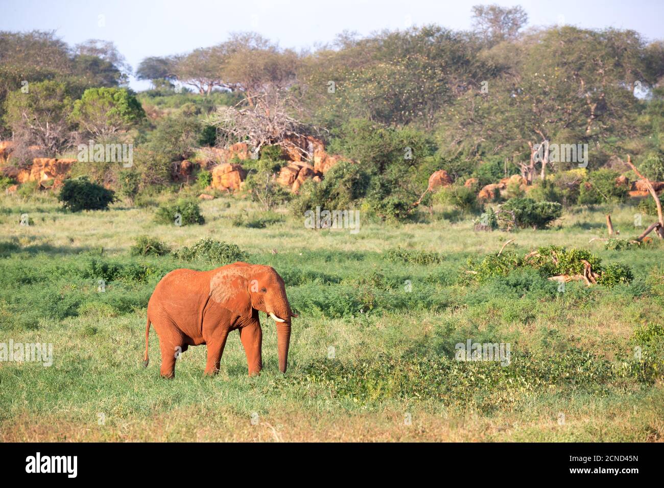 Un grande elefante rosso cammina attraverso la savana tra molte piante Foto Stock