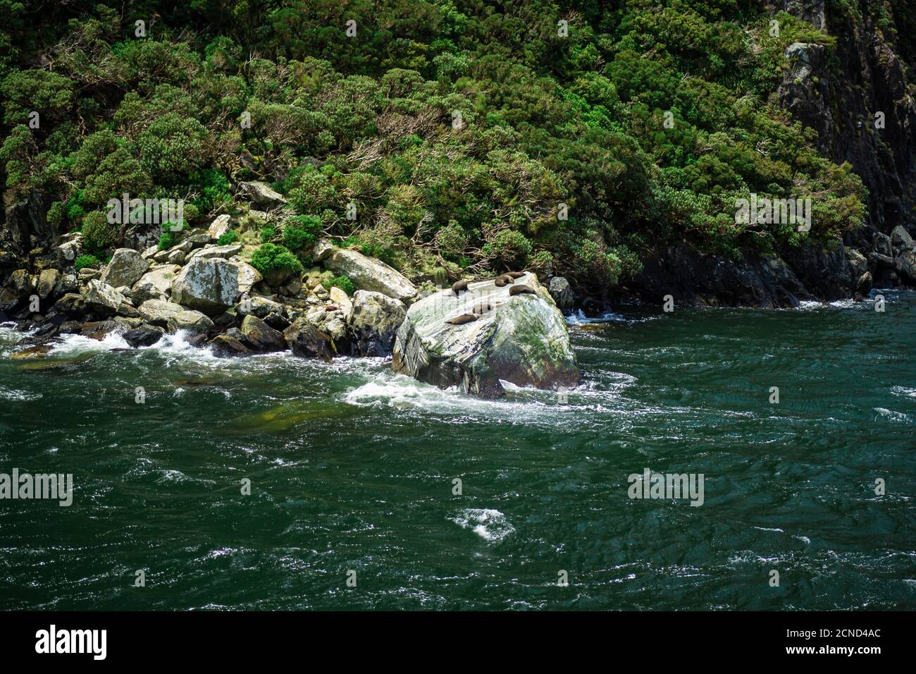 Le foche si abbronzano a Milford Sound, parte del Fiordland National Park, Nuova Zelanda Foto Stock