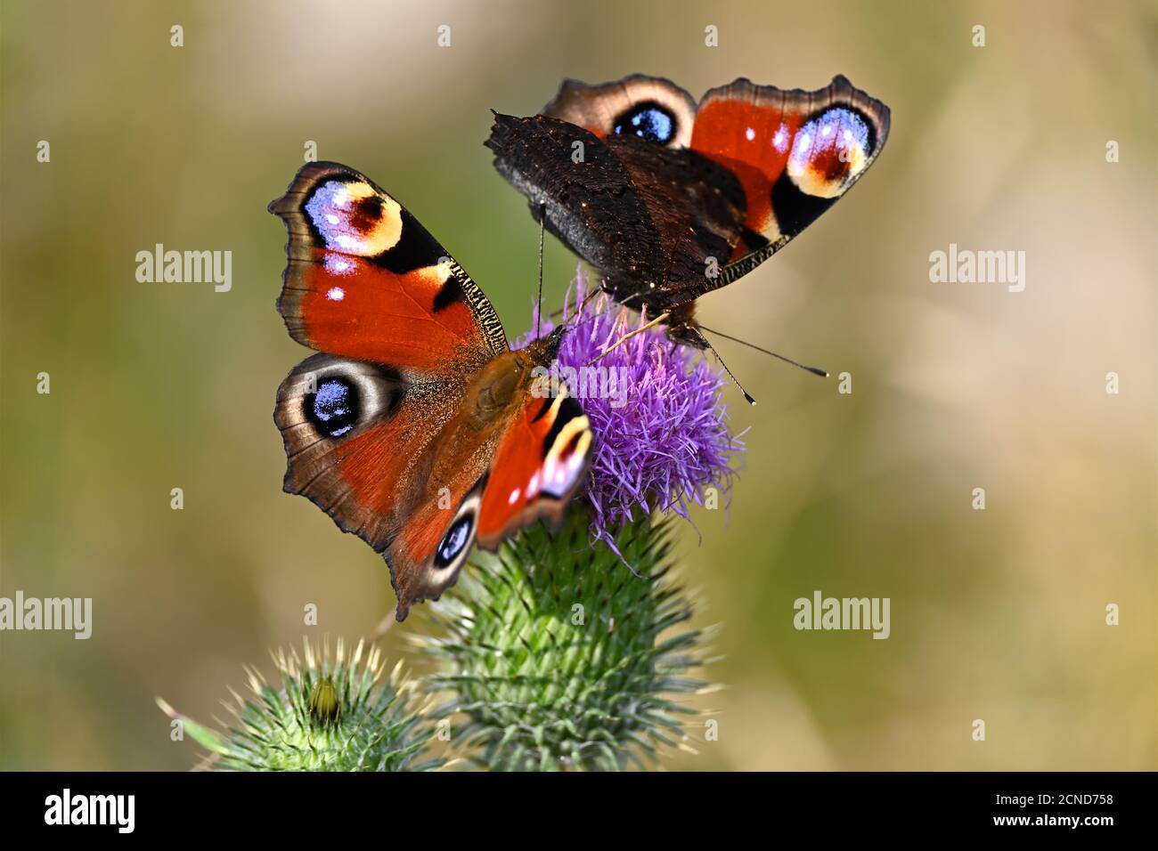 Belle farfalle rosse su un thistle fiorito rosa. Aglais io, farfalla di pavone. Foto Stock