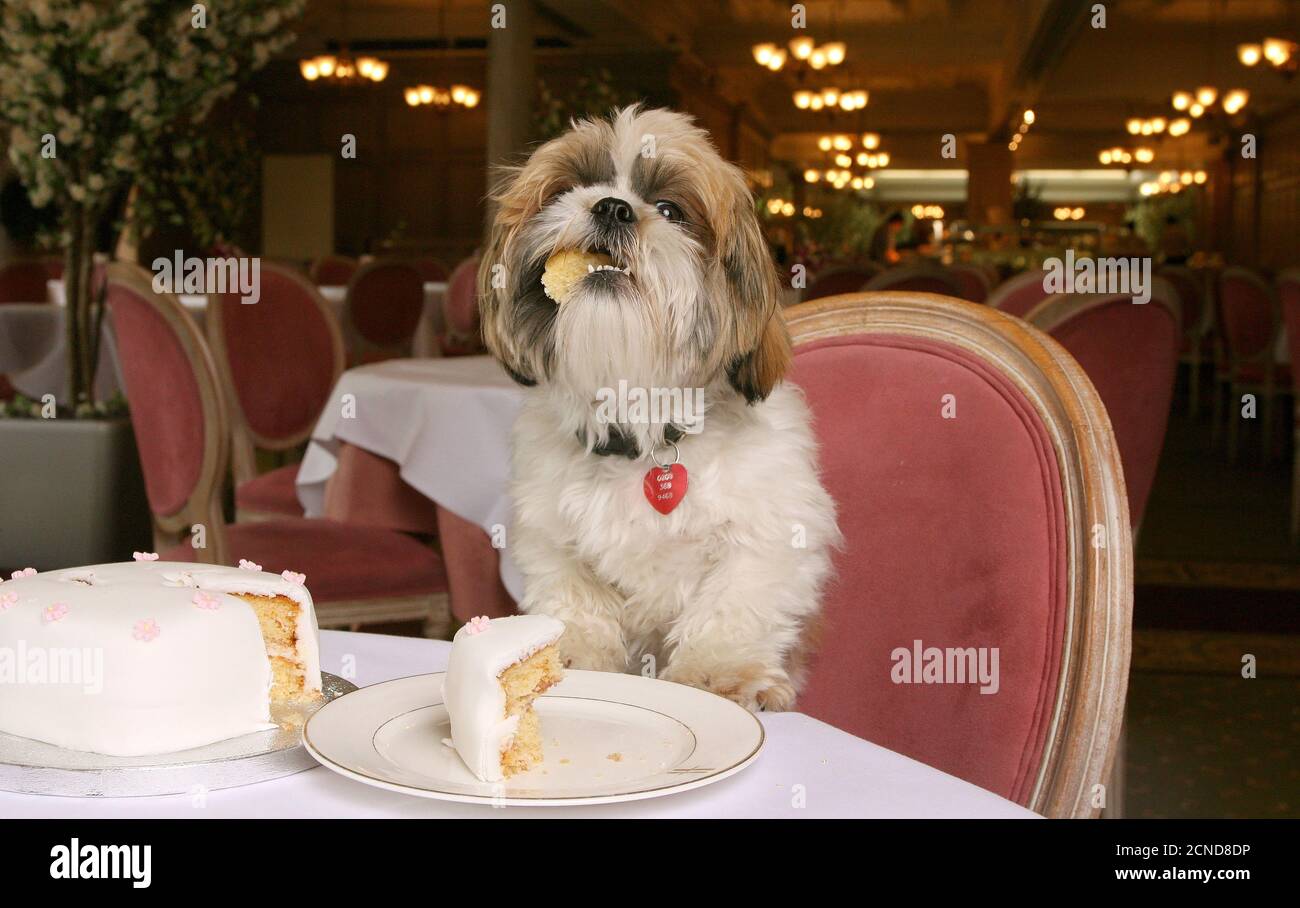 Muffin assaggiando una parte della sua torta di nozze in Harrods Muffin The Shih Tzu e Timmy The Bichon Frize dog wedding, Londra. CREDITO PIC: MARK PAIN / ALAMY Foto Stock