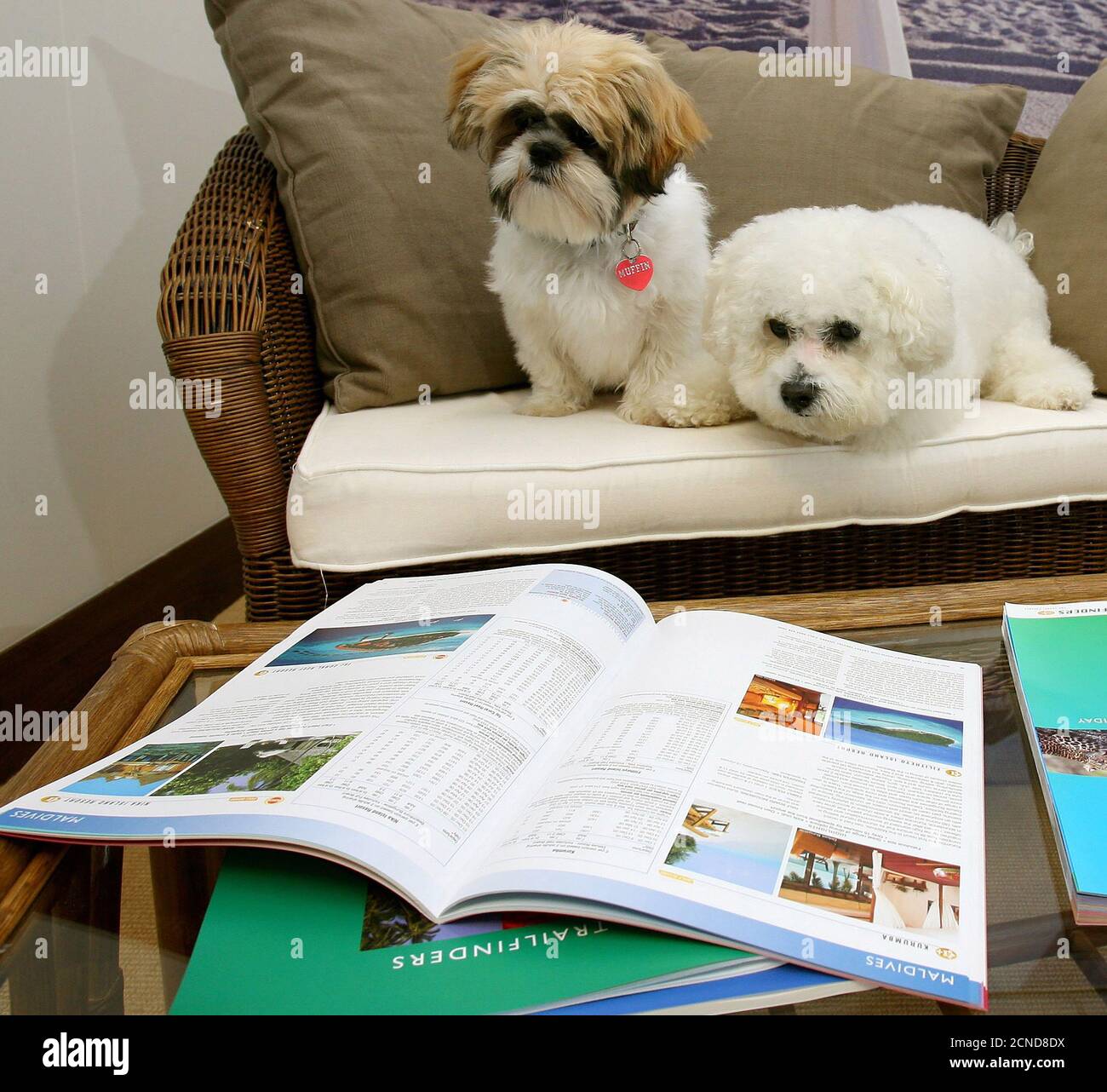Muffin la sposa e Timmy lo sposo guardando attraverso le brochure vacanze a Harrods in cerca della perfetta luna di miele. PIC CREDIT : © MARCARE PAIN Foto Stock