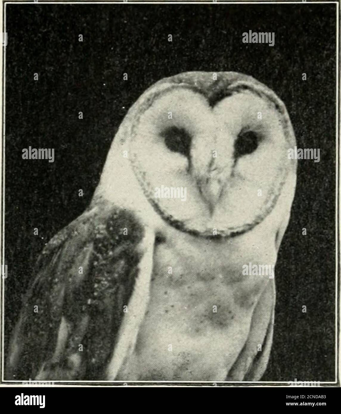 . L'uccello, la sua forma e funzione . Fig. 195. Fig. 196 Fig. 19o.-testa di dove, con gli occhi sul lato Fig. 196.-Head ot Owl, con gli occhi davanti che mostrano la differenza di posizione degli occhi in una corsa perseguita e un inseguitore in Lifes e l'assenza di una direttiva orecchio esterno rende l'uccello suscettibile a suoni provenienti da ogni direzione. I gufi, per ragioni molto ovvie, sono interessanti eccep-zioni alle affermazioni di cui sopra. Vivere la maggior parte della vita teirattiva di notte, giocando sempre il ruolo di inseguitori, questi uccelli raptorici hanno pochi nemici da temere; e la loro sussistenza dipende dalla sensibilità del loro sensesw Foto Stock