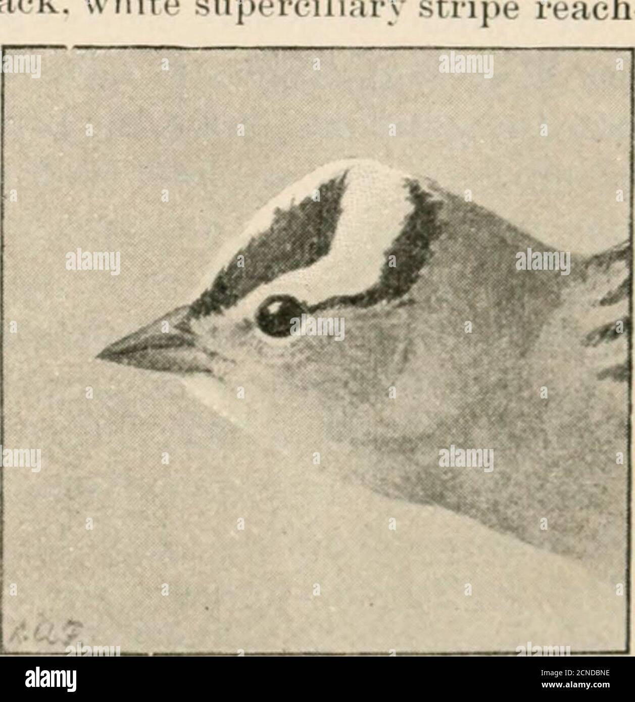 . Manuale di uccelli degli Stati Uniti occidentali, tra cui le grandi pianure, grande bacino, pendio del Pacifico, e bassa Rio Grande Valley . ^ una più bassa noterepeated rapidamente tre volte. Le due lunghe note fischiate sono richand lapientive in tono, suggerendo il fischio del legno di pino, e mentre suonano attraverso l'aria fresca e pura giorno dopo giorno sembrano dare espressione alla pace e alla serenità pervasive profonde delle montagne. 654a. Z. 1. Gombelii {Nutt.) >SpAHHOV. Simile a leuco/camicia/s. ma i loro non neri, wliitiig- a fattura. Mdle : length (skins)5.8.5-0.48, wing ;;.()0-;5.28, tail 2..J8-2 Foto Stock