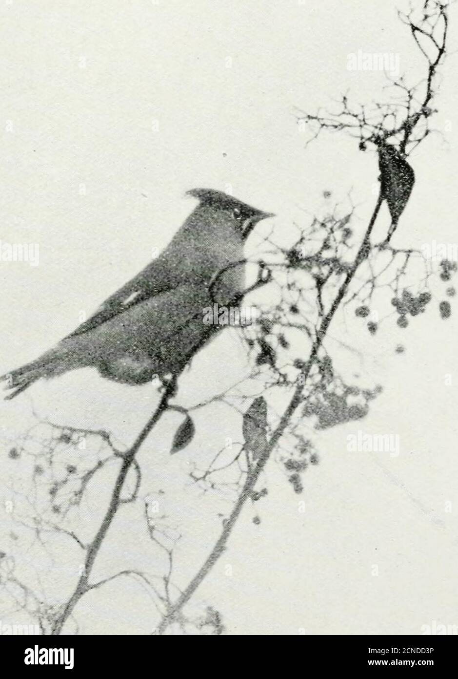 . Gli uccelli delle isole britanniche e le loro uova . di aprile, come regola, sentiamo il canto persistente della Whitegola comune e vediamo l'uccello scivolare e uscire dalle siepi. Siepi e brambletangles non tagliati lungo i lanesidi sono i suoi rifugi ; sempre in movimento, appare un momento sulla parte superiore, gonfiando il suo insong di gola bianca, poi scivola nel riparo delle foglie, riapparendo al lato alcuni iarde davanti a noi con whit conversazionale, whit, whit. I suoi movimenti sono rapidi, ma spesso si ferma per raggiungere un insetto sopra di esso, o sparerà improvvisamente in aria, giusto abbastanza a lungo Foto Stock