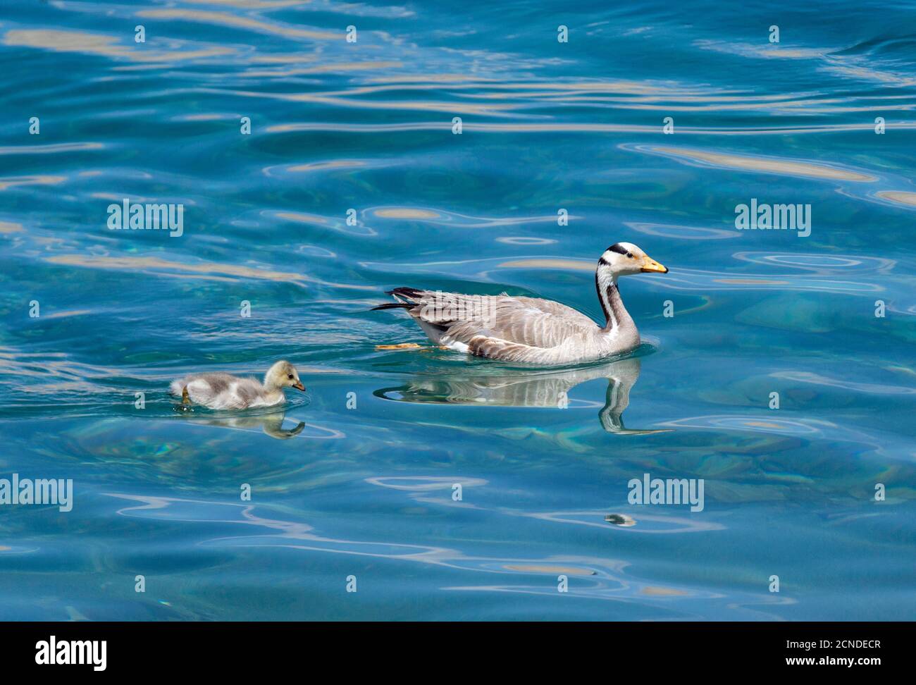Bar Headed Geese con Chick al lago Tsokar, Anser indicus Ladakh, India Foto Stock
