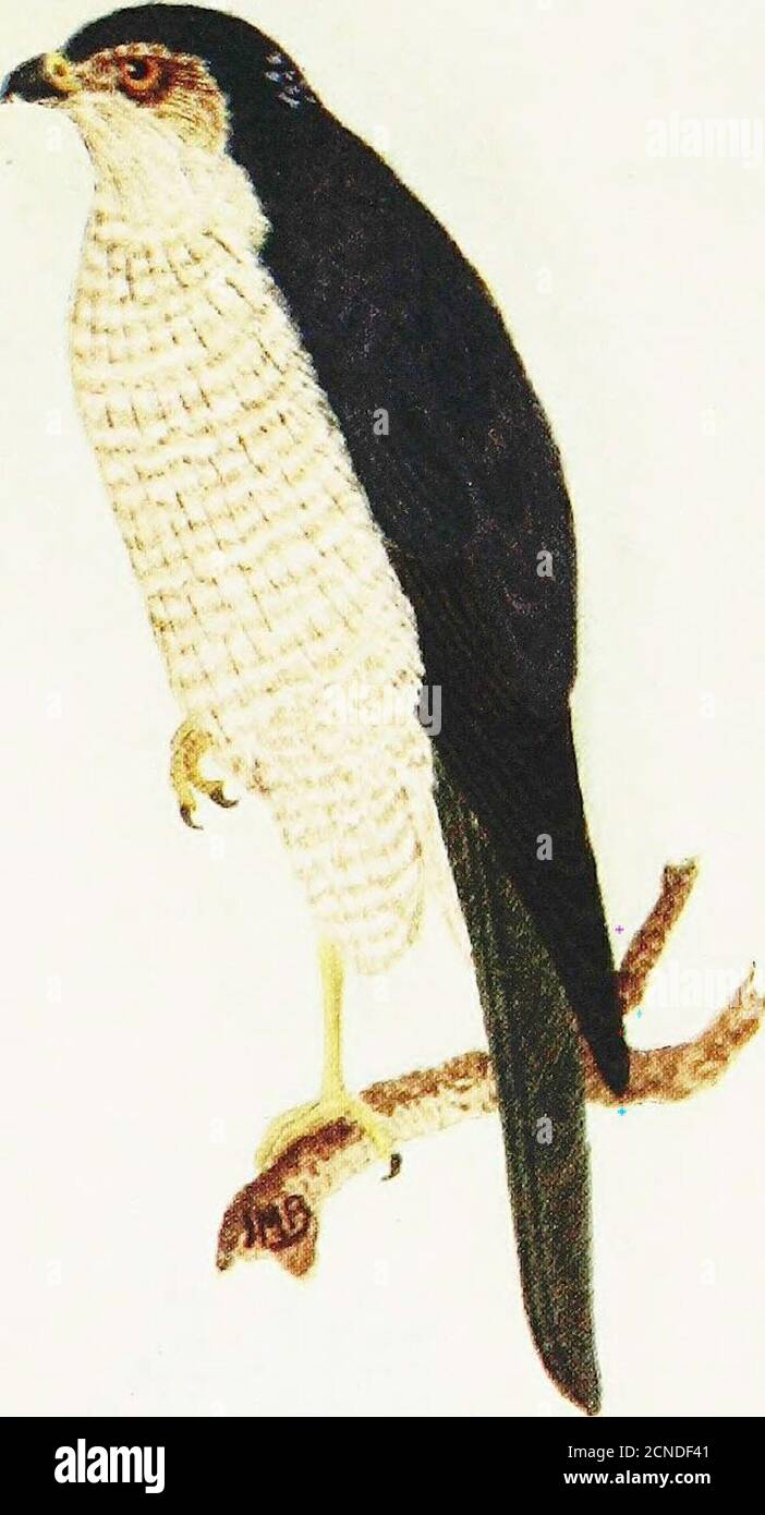 . Uccelli britannici e le loro uova : con un nuovo metodo di identificazione . Strel che il Sparrow-Hawk è più probabile essere confondati, essendo di dimensioni aboutthe uguali e, come esso, numeri di infair generalmente distribuiti. Si ricordi quindi che il Sparrow-Hawk costruisce un nido di bastone contro il tronco di una quercia, ontano, o pino in un bosco, e che il Kestrel, pur appropriandosi a volte di nido antico in un bosco, si alleva in larga misura sui bordi della scogliera rocciosa B; Che il Sparrow-Hawk fre-quents wtJodsides, e si nutre principalmente sui piccoli uccelli catturati dalla furtività, mentre il Kestrel si libra Foto Stock