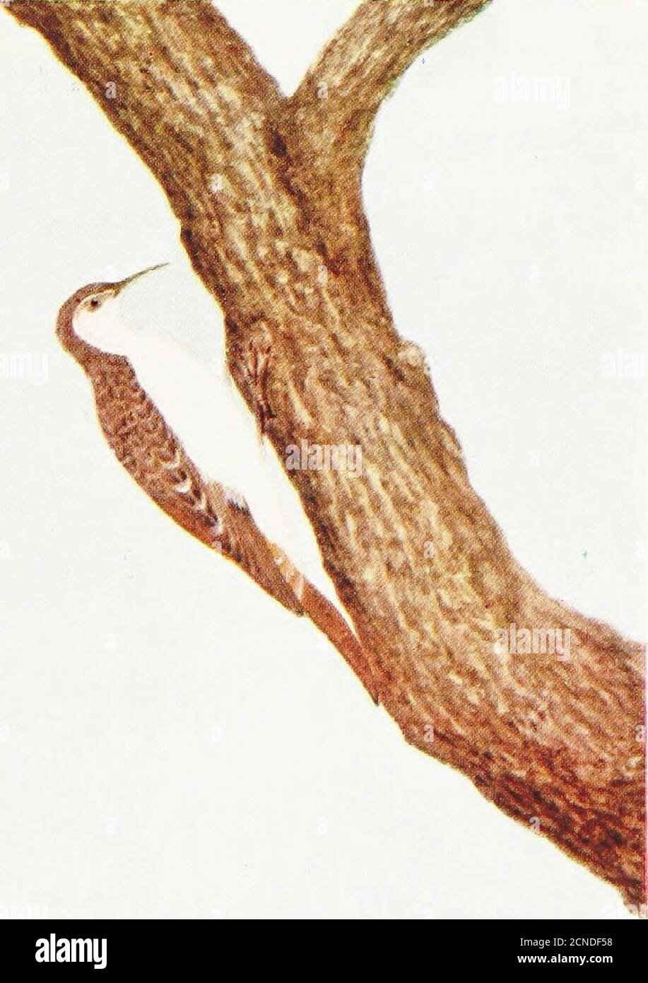 . Uccelli britannici e loro uova : con un nuovo metodo di identificazione . t si muove con un gait spasmodicrunning, con coda trainata e un movimento di scivolamento simile a quello di un mouse. Il suo percorso è sempre verso l'alto, e dopo aver percorso la sua strada fino al bole di un albero, cade alla base di un vicino, lì per riprendere la sua spirale, verso l'alto percorso. Il Tree-Creeper condivide con i Woodpeckers, Nuthaltch, e Wryneck la distinzione di strisciare su trunksin albero in questo modo, ma è un uccello minuscolo in confronto con qualsiasi di questi. La sua delicata e curva collina lo distingue ulteriormente. Pochi possono pretendere di avere heardthe Tree- Foto Stock