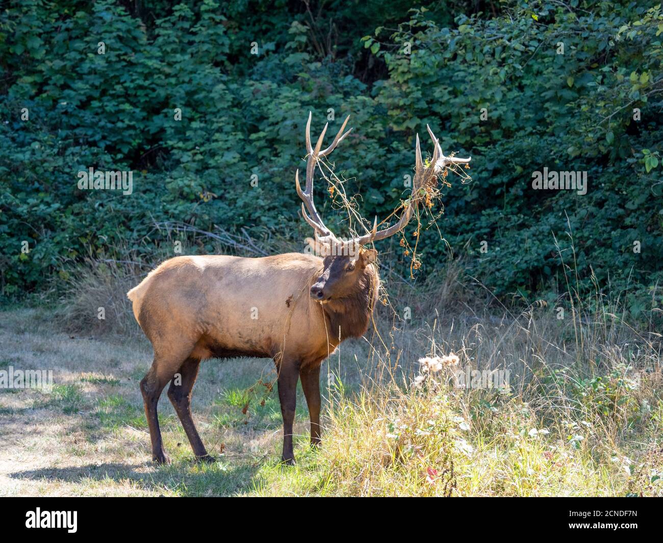 toro adulto Roosevelt Elk (Cervus canadensis roosevelti), in Rut vicino autostrada 101, California, Stati Uniti d'America Foto Stock