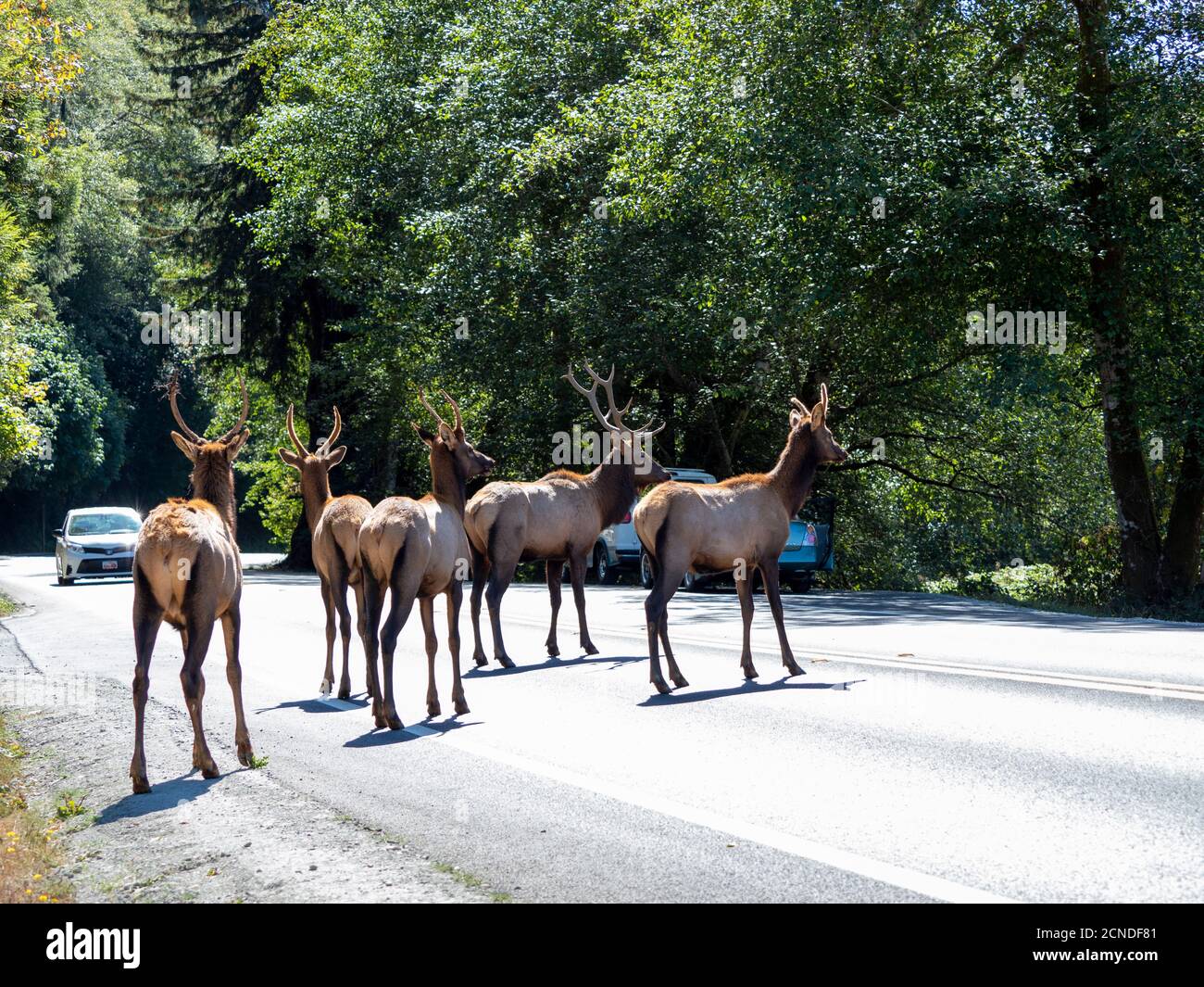 Alci di roosevelt di toro adulto (Cervus canadensis roosevelti), in Rut vicino autostrada 101, California, Stati Uniti d'America Foto Stock