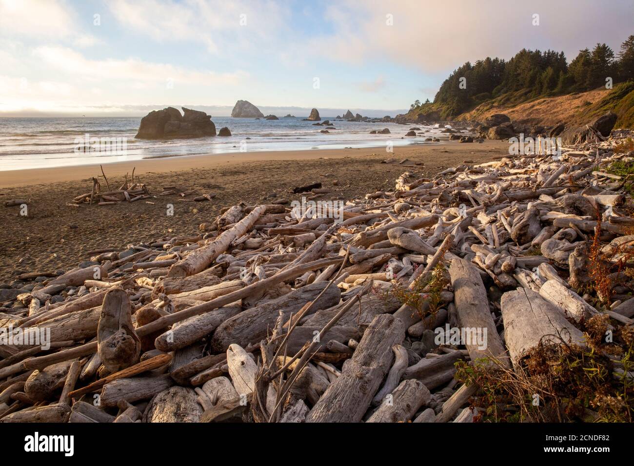 Driftwood accatastato dall'alta marea su Hidden Beach, Klamath, California, Stati Uniti d'America Foto Stock