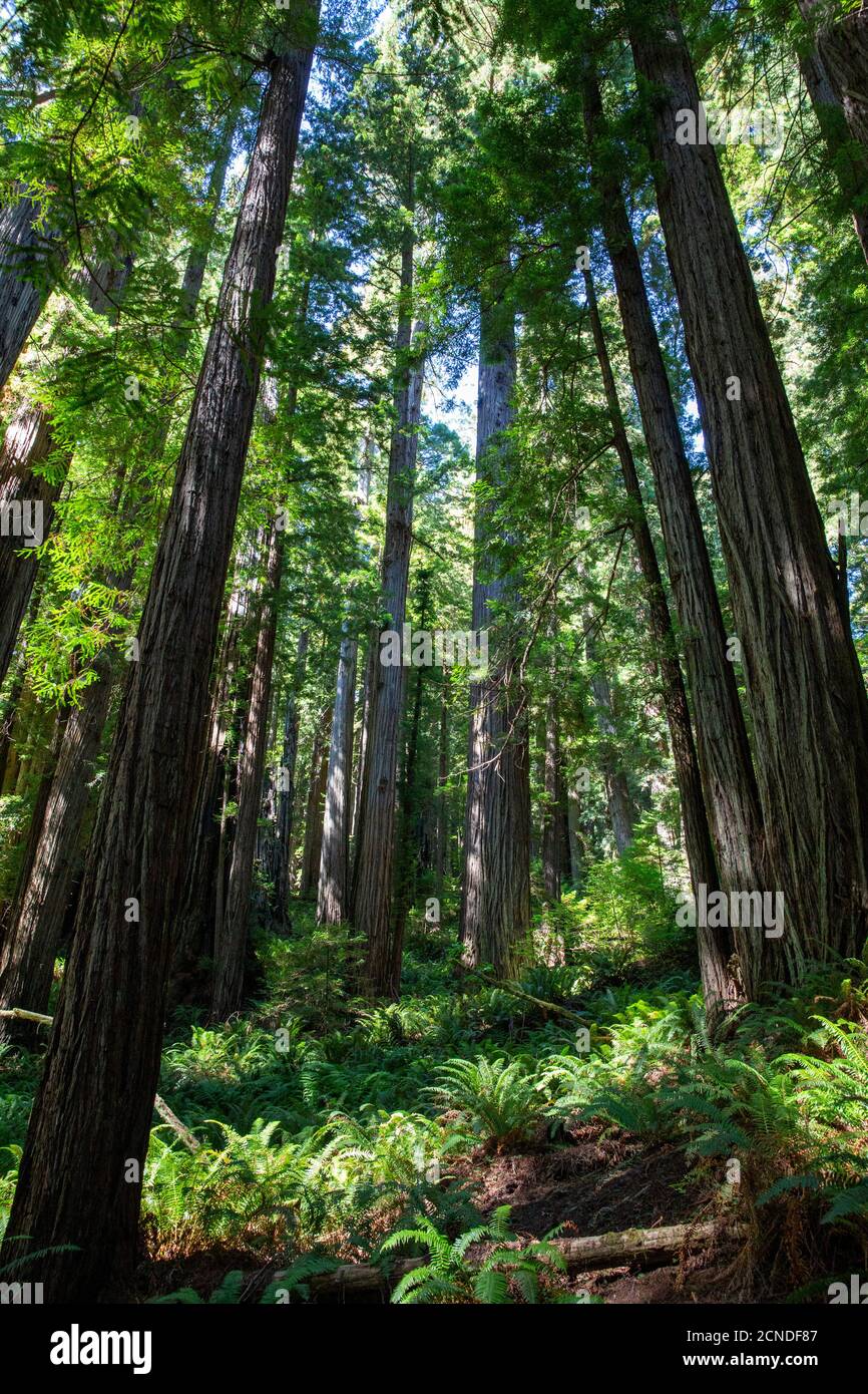 Alberi di sequoie giganti sul Trillium Trail, Redwood National and state Parks, California, Stati Uniti d'America Foto Stock