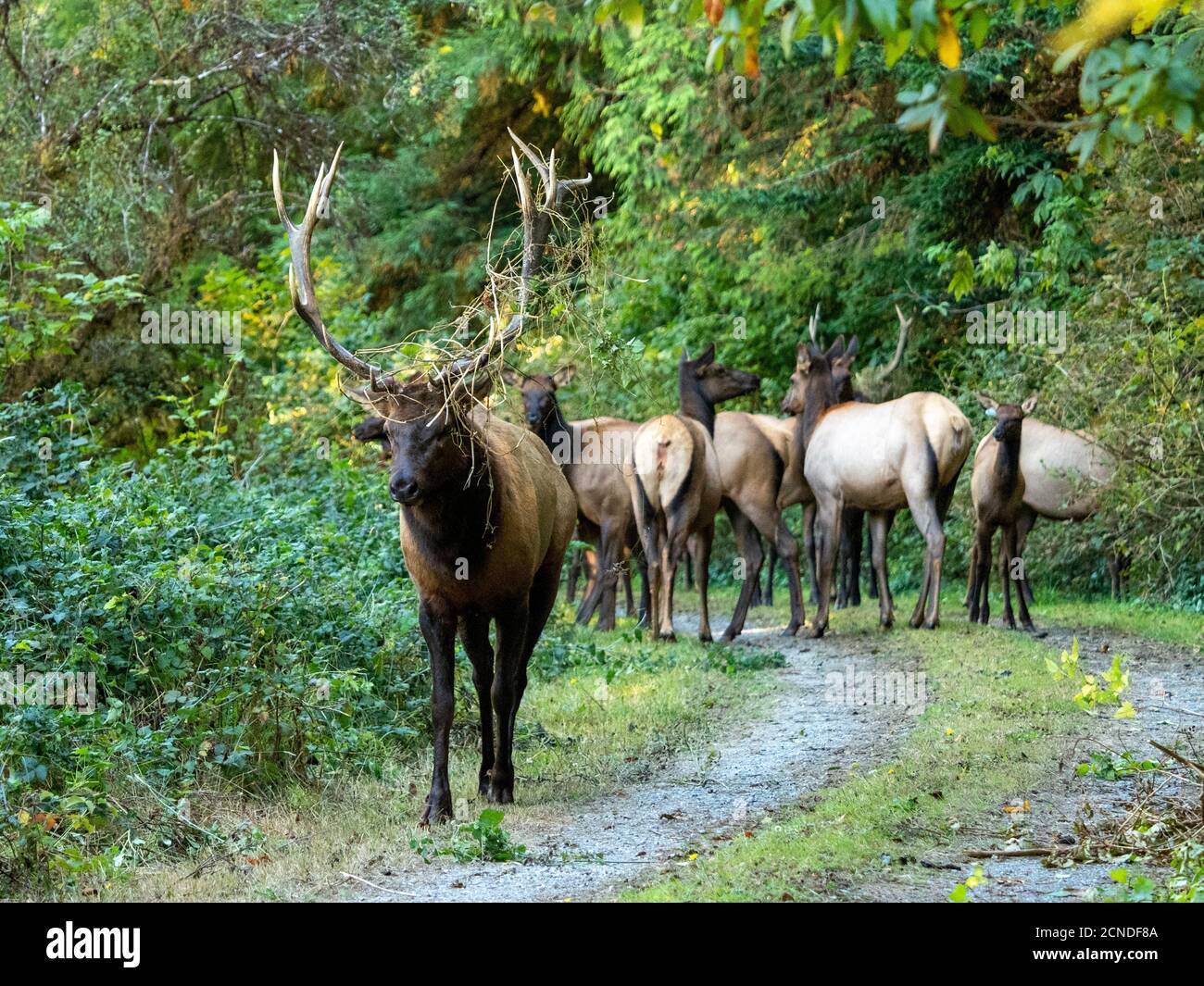 toro adulto Roosevelt Elk (Cervus canadensis roosevelti), in Rut vicino autostrada 101, California, Stati Uniti d'America Foto Stock