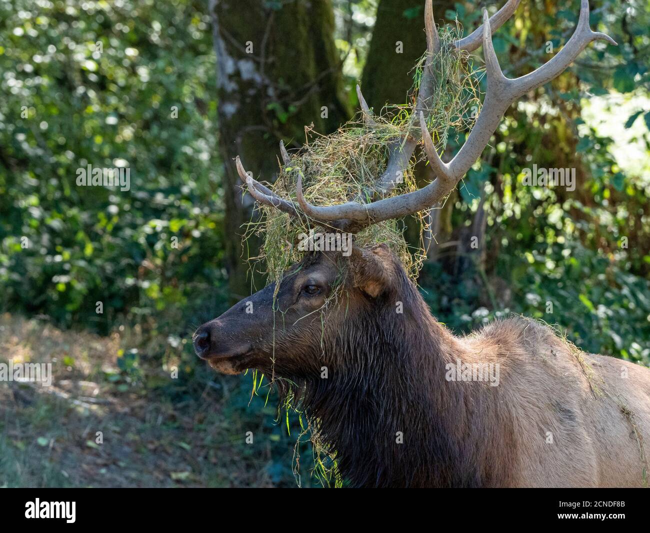 toro adulto Roosevelt Elk (Cervus canadensis roosevelti), in Rut vicino autostrada 101, California, Stati Uniti d'America Foto Stock