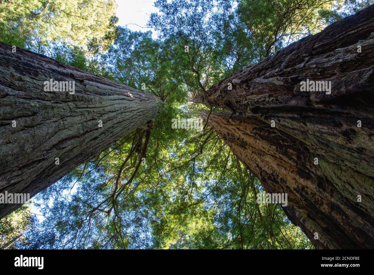 Sequoie giganti sul Lady Bird Johnson Trail nel Redwood National Park, California, Stati Uniti d'America Foto Stock