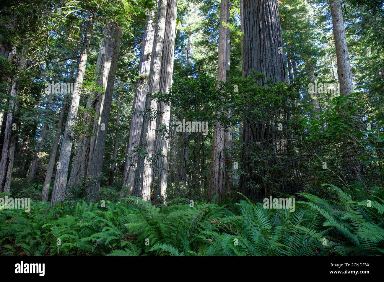 Alberi di sequoie giganti sul Trillium Trail, Redwood National and state Parks, California, Stati Uniti d'America Foto Stock