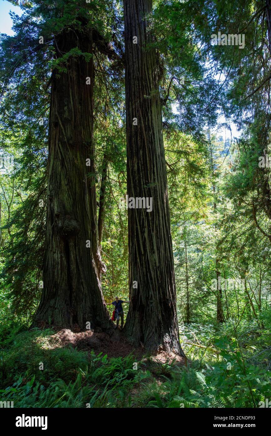 Escursionista tra giganteschi alberi di sequoia sul Trillium Trail, Redwood National and state Parks, California, Stati Uniti d'America Foto Stock