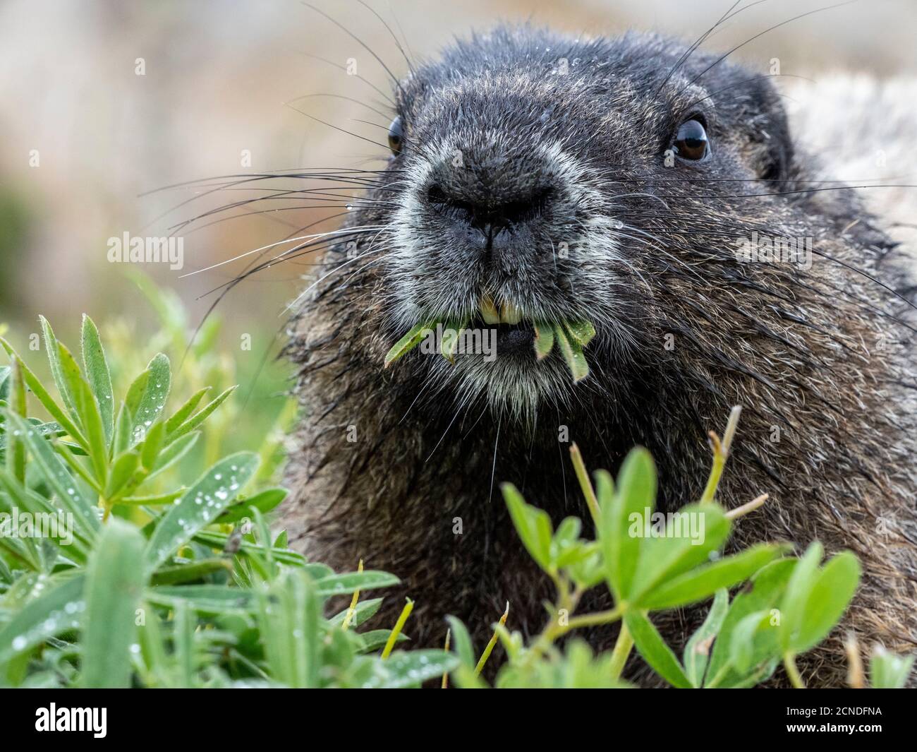 Marmota caligata (Marmota caligata), sulla Skyline Trail, Mount Rainier National Park, Washington state, Stati Uniti d'America Foto Stock