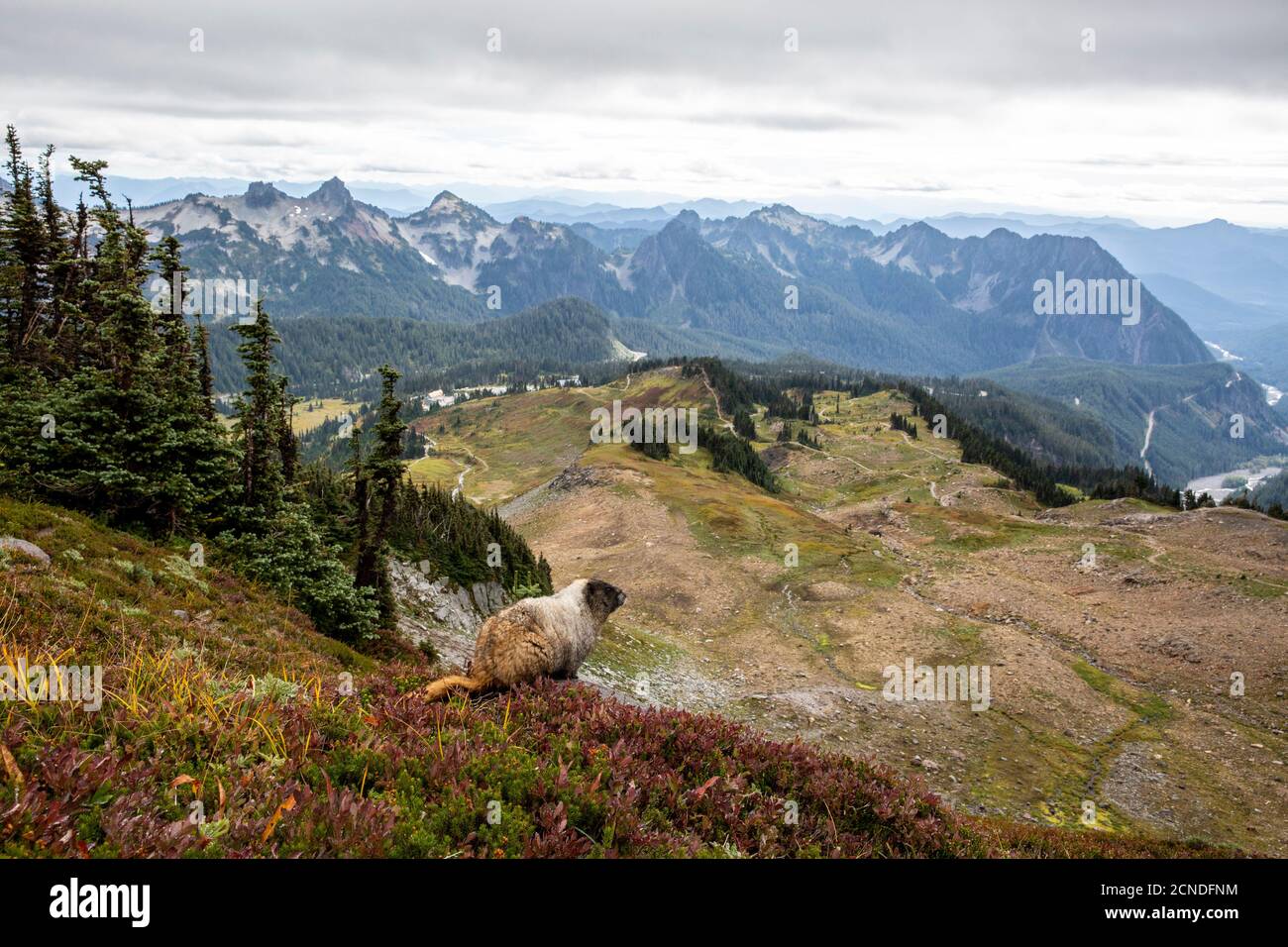 Marmota caligata (Marmota caligata), sulla Skyline Trail, Mount Rainier National Park, Washington state, Stati Uniti d'America Foto Stock