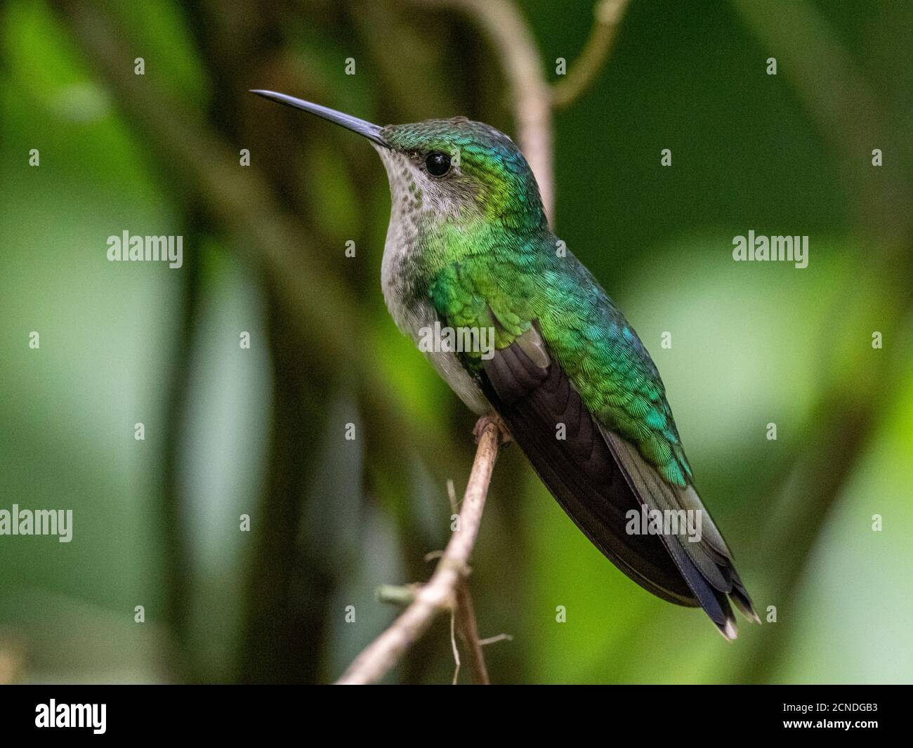 Smeraldo polemico (Chrysuronia versicolor), Parque das Aves, Foz do Iguacu, Parana state, Brasile Foto Stock