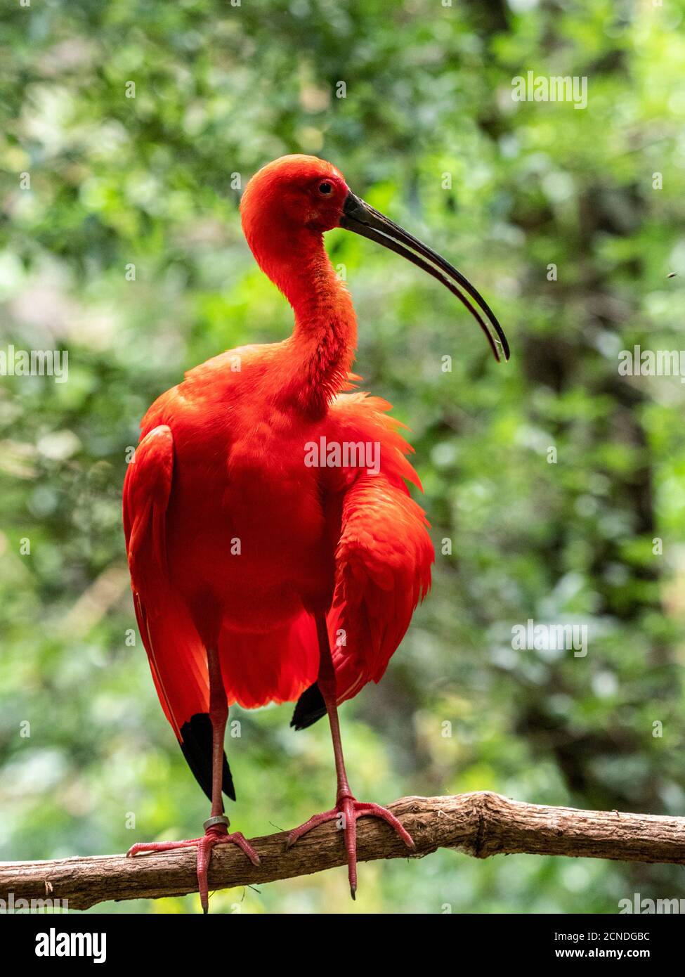 Captive Scarlet ibis (Eudocimus ruber), Parque das Aves, Foz do Iguacu, Parana state, Brasile Foto Stock