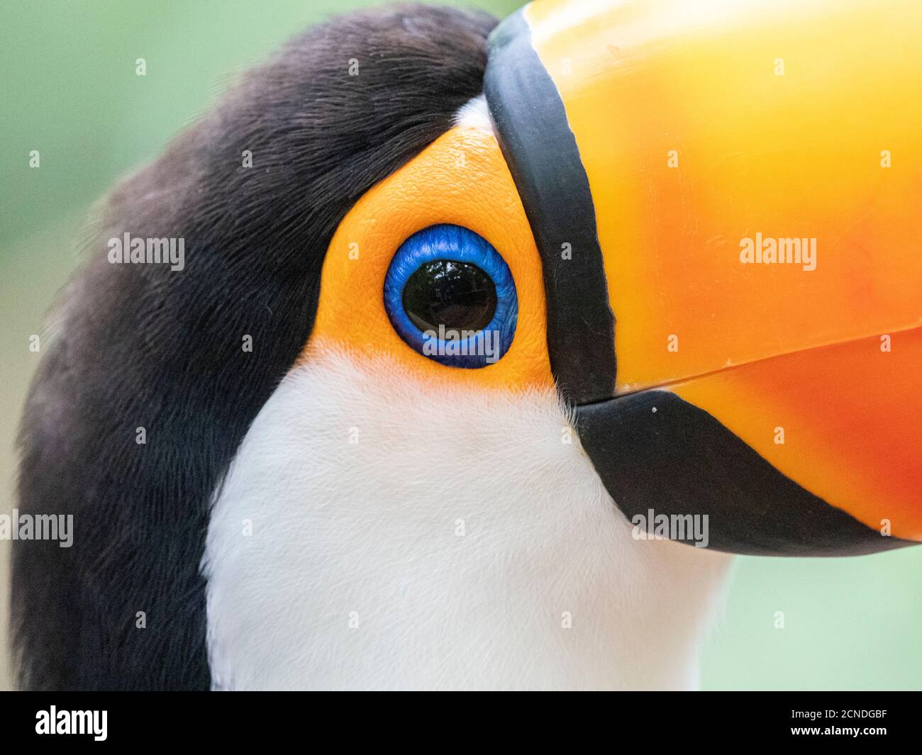 Captive toco toucan (Ramphastos toco), Parque das Aves, Foz do Iguacu, Parana state, Brasile Foto Stock
