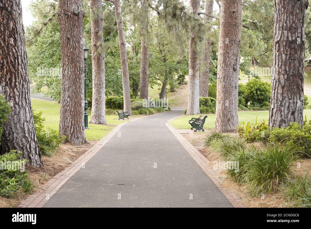 Viale di alberi con sedile a panca vecchia in Bendigo Australia Foto Stock