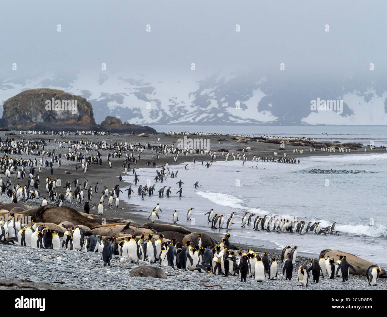 Re pinguino (Apptenodytes patagonicus) colonia di riproduzione a Salisbury Plain, Georgia del Sud, regioni polari Foto Stock