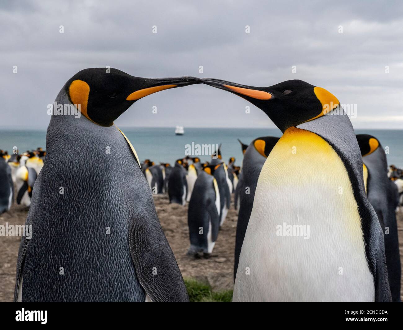 Adulto Re pinguino (Apptenodytes patagonicus) colonia di riproduzione a Gold Harbour, Georgia del Sud, regioni polari Foto Stock