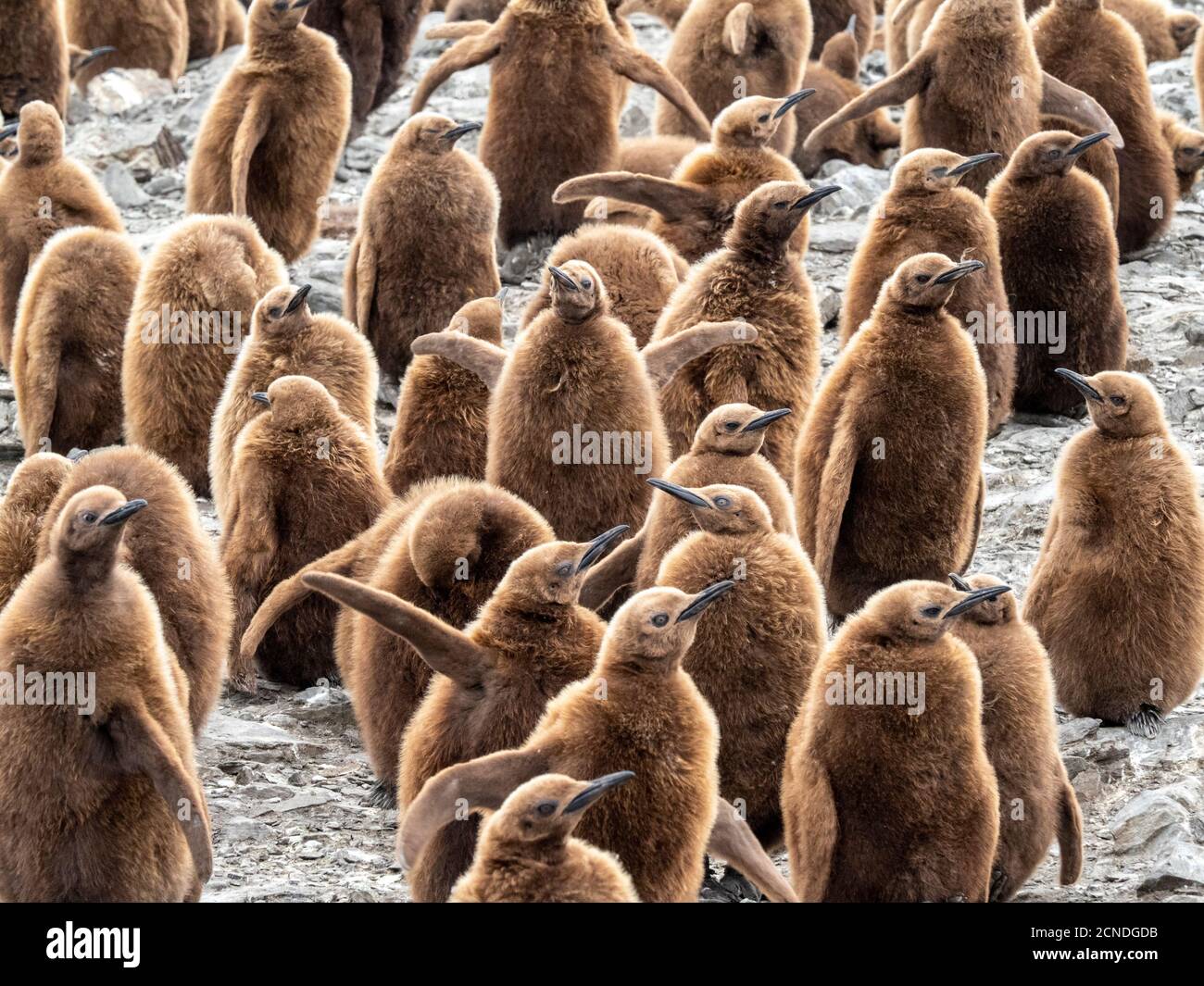 I pulcini del pinguino del re (Apptenodytes patagonicus) hanno denominato i ragazzi dell'Okum al porto dell'oro, Georgia del sud, regioni polari Foto Stock