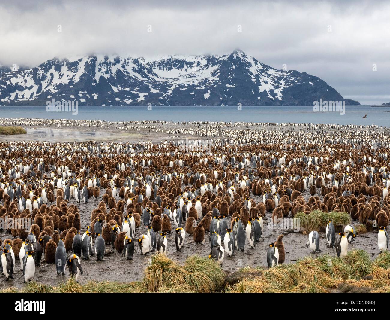 Re pinguino (Apptenodytes patagonicus) colonia di riproduzione a Salisbury Plain, Georgia del Sud, regioni polari Foto Stock
