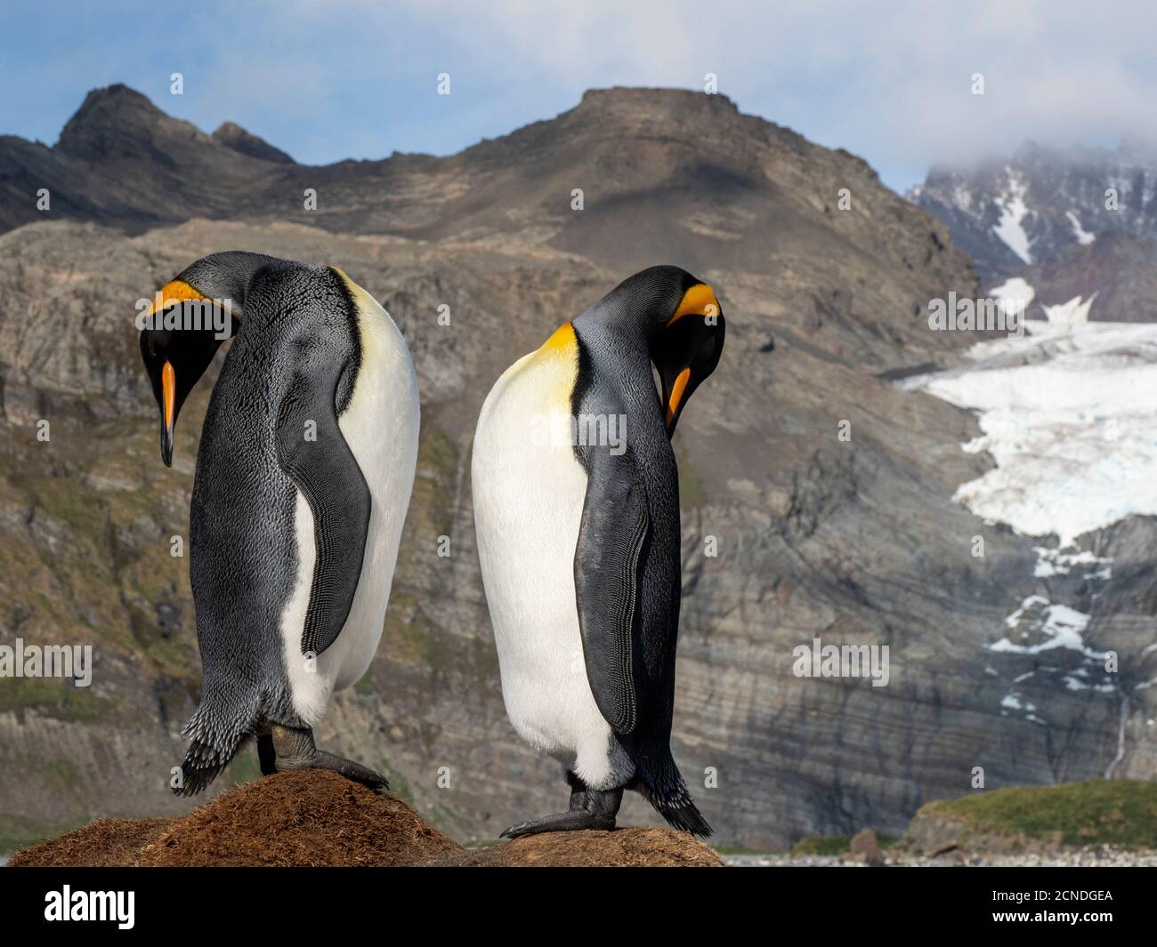 Re pinguino (Apptenodytes patagonicus) mostra corteggiamento presso colonia di riproduzione nel Porto d'Oro, Georgia del Sud, regioni polari Foto Stock