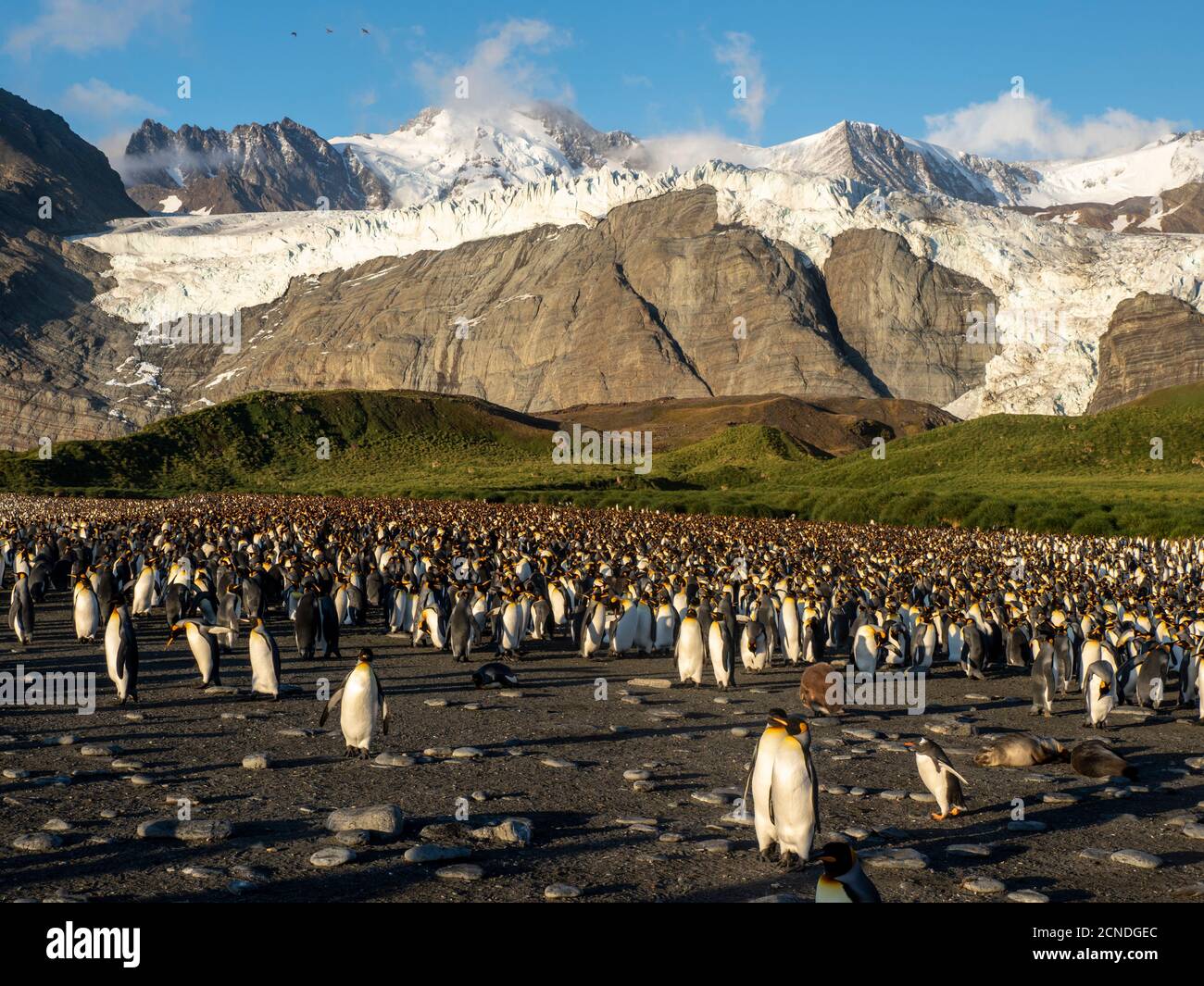 I pinguini del re (Atenodytes patagonicus) alla colonia di riproduzione nel Porto dell'oro, Georgia del sud, regioni polari Foto Stock