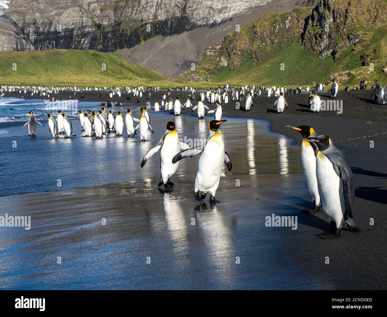Re pinguino (Apptenodytes patagonicus) adulti che ritornano in mare per nutrirsi nel Porto dell'Oro, Georgia del Sud, regioni polari Foto Stock