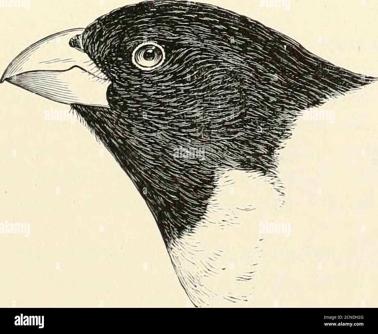 . Gli uccelli dell'Illinois e del Wisconsin . ord tre esemplari dalla sevicinità di Milwaukee e uno o due altri che supposemight sono stati fuggiti uccelli gabbia. Il nido è una struttura relativamente piccola di rootlets, corteccia di shredsof, ecc., costruita in un albero basso o cespuglio. Le uova sono 3 o 4, di colore variablein, bianco o bianco di buccia o bianco verdolino, marcate, macchiate e macchiate con varie sfumature di marrone e grigio lilla, e misurareabout i X 0,74 pollici. C'è un set di tre uova nella collezione Field Museum  LW AT  , presa a Poland, Ohio, 19 maggio 1891. Genere ZAMELODIA Coues.274. Zamelodia ludovica Foto Stock