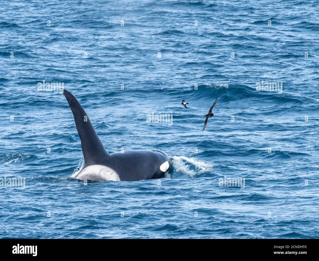 Un gruppo di balene killer di tipo A (Orcinus orca), che si affaccia al largo della costa nord-occidentale della Georgia del Sud, regioni polari Foto Stock