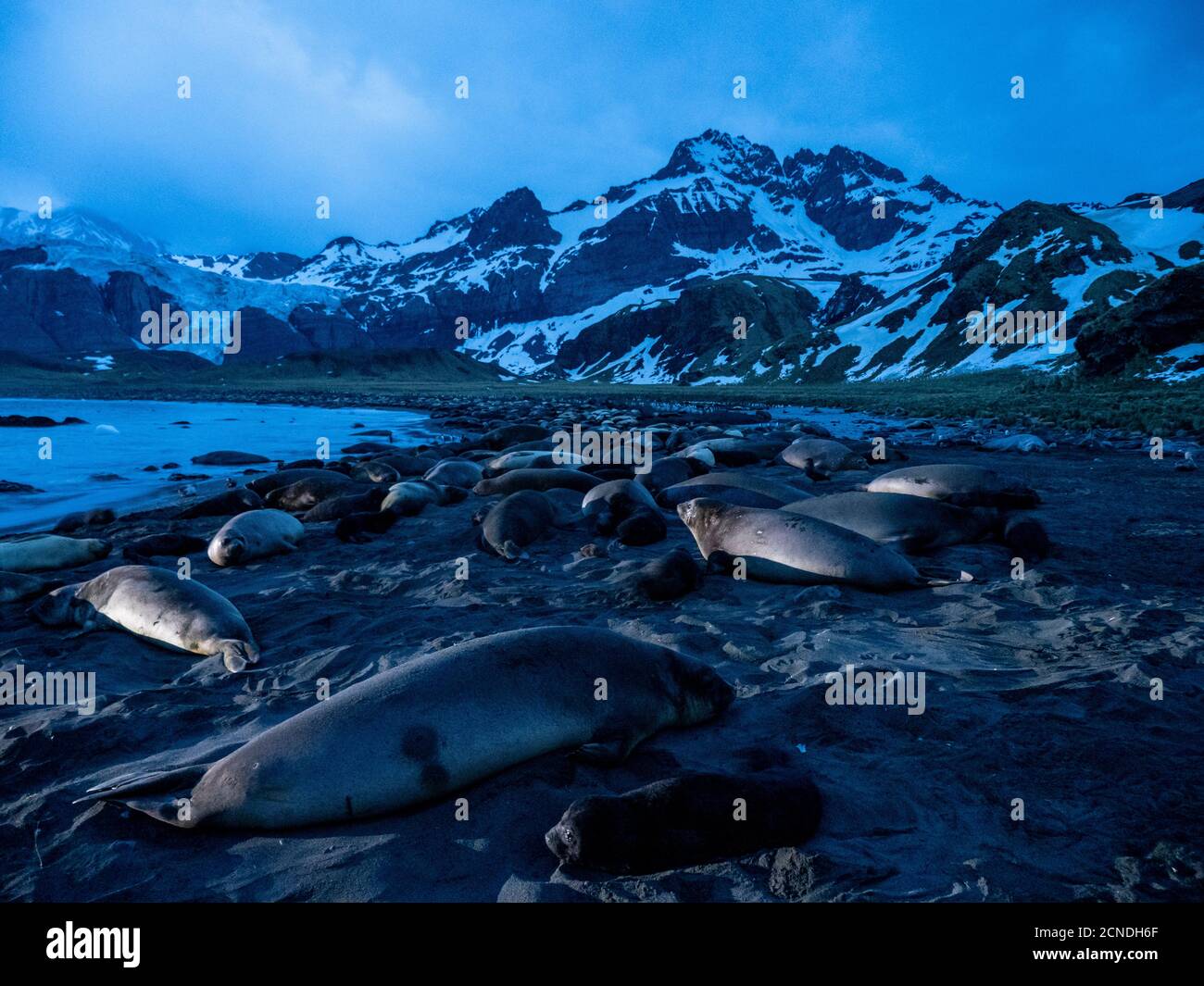 Luce pre-alba su elefanti foche (Mirounga leoninar), presso la spiaggia di riproduzione nel Porto d'Oro, Georgia del Sud, regioni polari Foto Stock