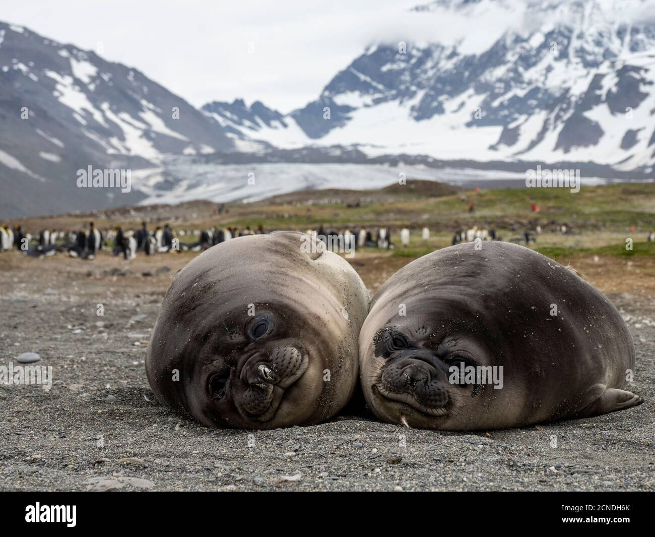 Giovani foche elefanti meridionali (Leoninar Mirounga), sulla spiaggia di St. Andrews Bay, Georgia del Sud, regioni polari Foto Stock