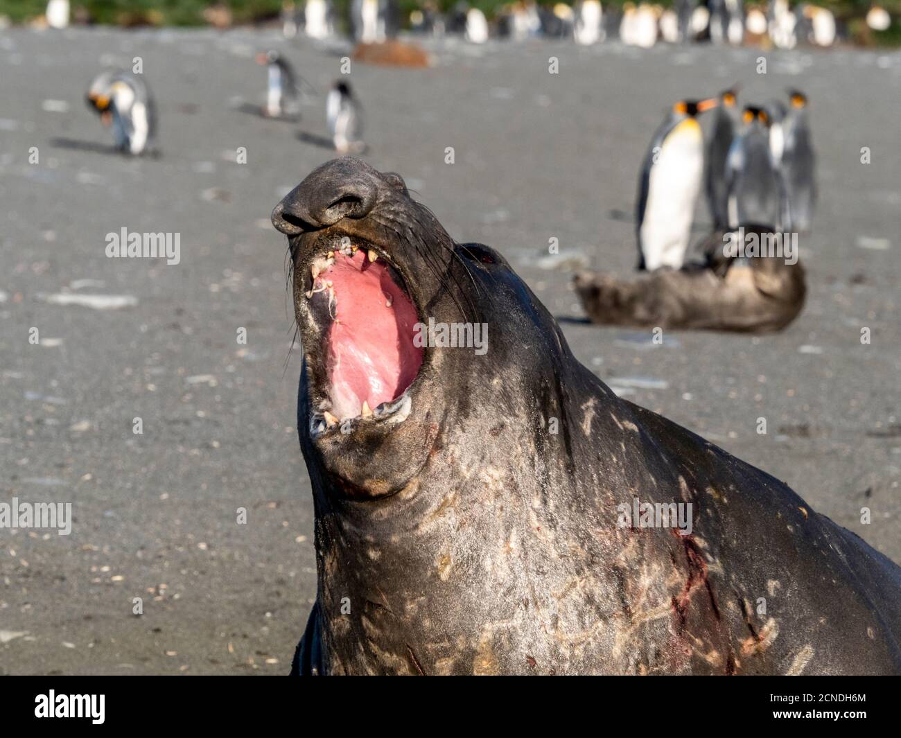 Giovane elefante meridionale foca bull (Mirounga leoninar), molting sulla spiaggia in Gold Harbour, Georgia del Sud, regioni polari Foto Stock