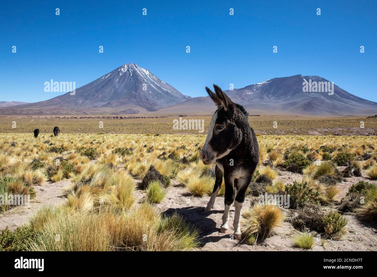 Burros selvatici (Equus africanus asinus) di fronte allo stratovulcano Licancabur, zona vulcanica centrale andina, Cile Foto Stock